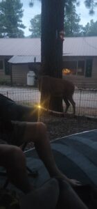 A deer stands near a tree trunk inside a fenced area during twilight. In the background, a cabin with an illuminated window resembles an art gallery exhibit. In the foreground, part of a person's leg on a chair is visible. A lantern emits a small light near the deer's legs.