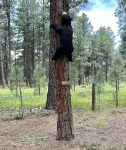 A black bear statue is attached to a tree trunk in a wooded area, resembling an outdoor art gallery. The tree has a small wooden sign that reads, "Please don't feed the bears." In the background, a fenced grassy area with tall pine trees and a cloudy sky completes this unique exhibition.