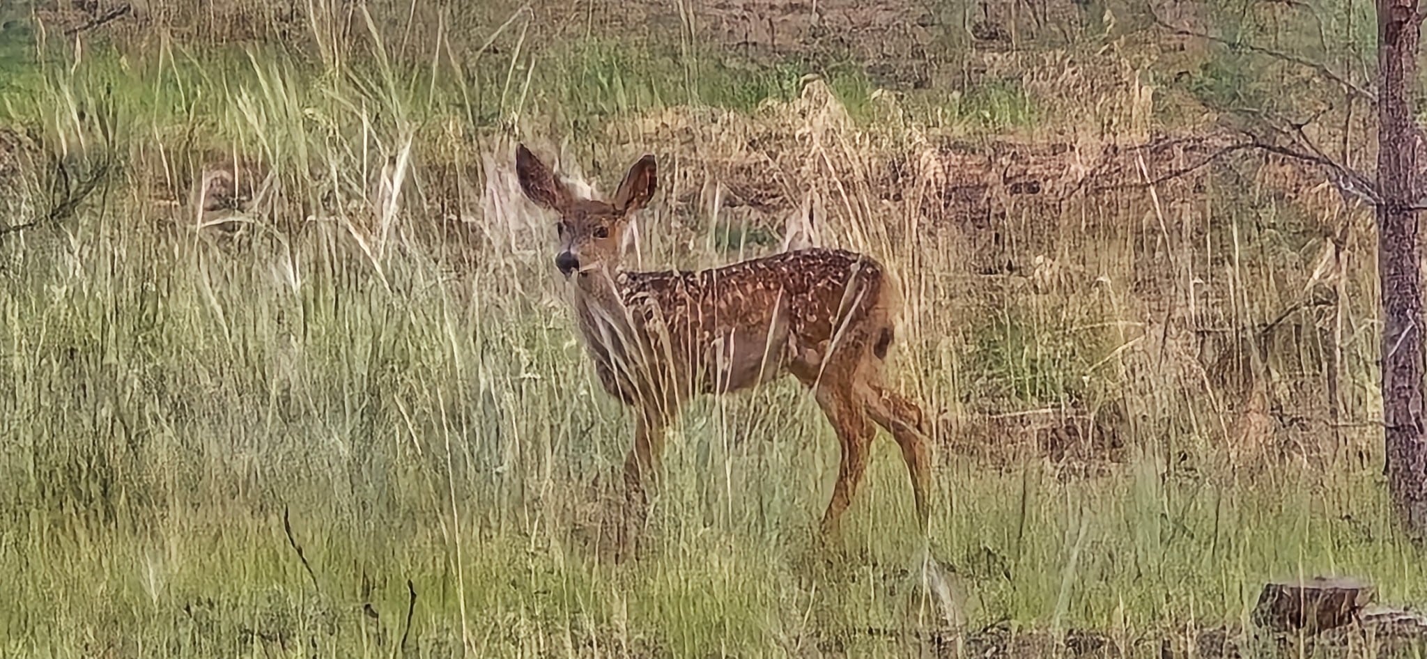A fawn with white spots stands alert in tall grass and sparse trees, blending into the natural surroundings.