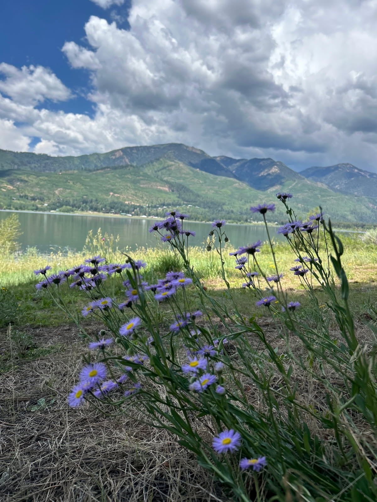 Purple wildflowers in the foreground with a lake, mountains, and a partly cloudy sky in the background.