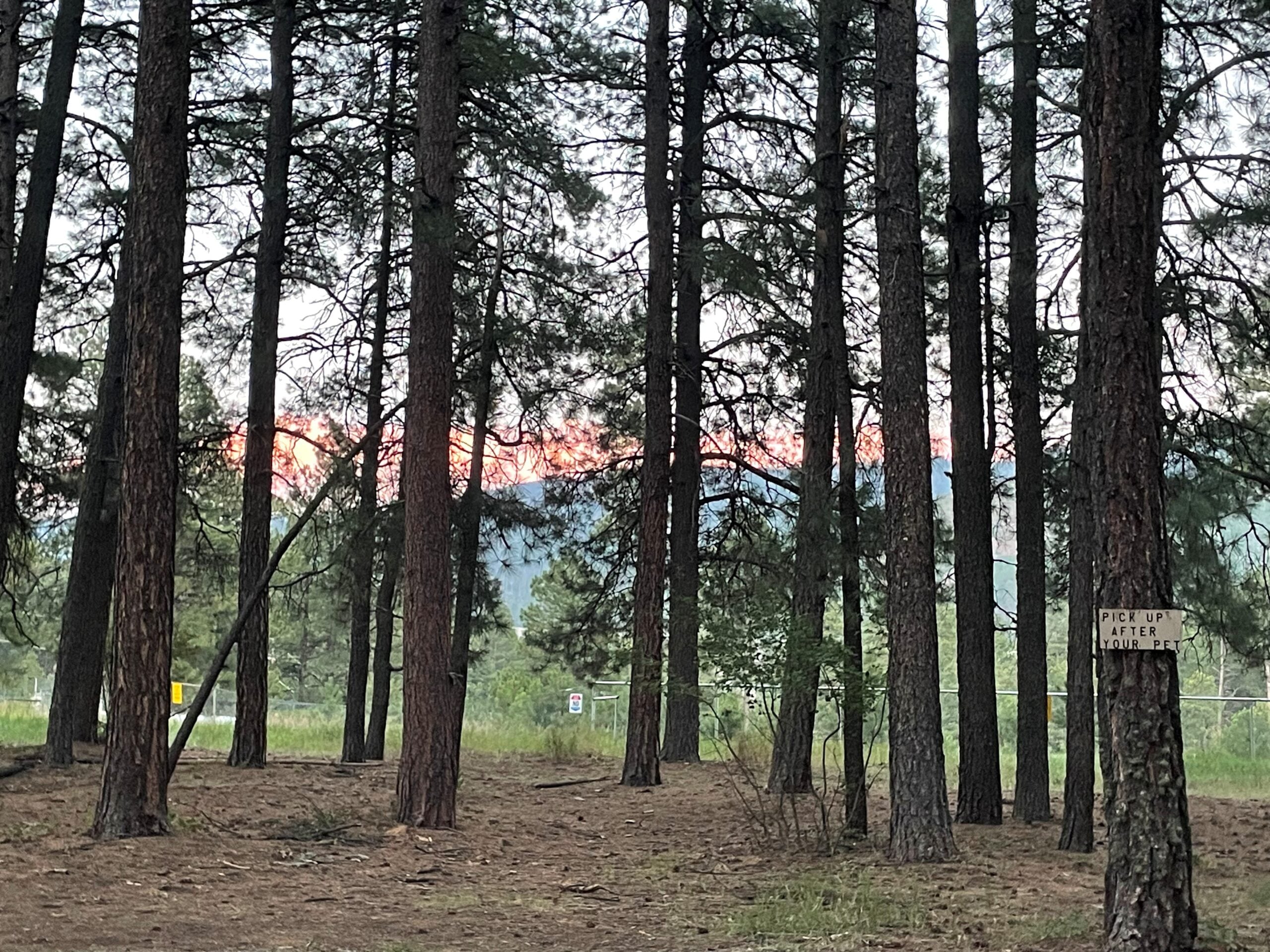 Tall pine trees in a forest with a faint orange sunset visible through the branches; a small sign on a tree reads “Pick up after pets.”.